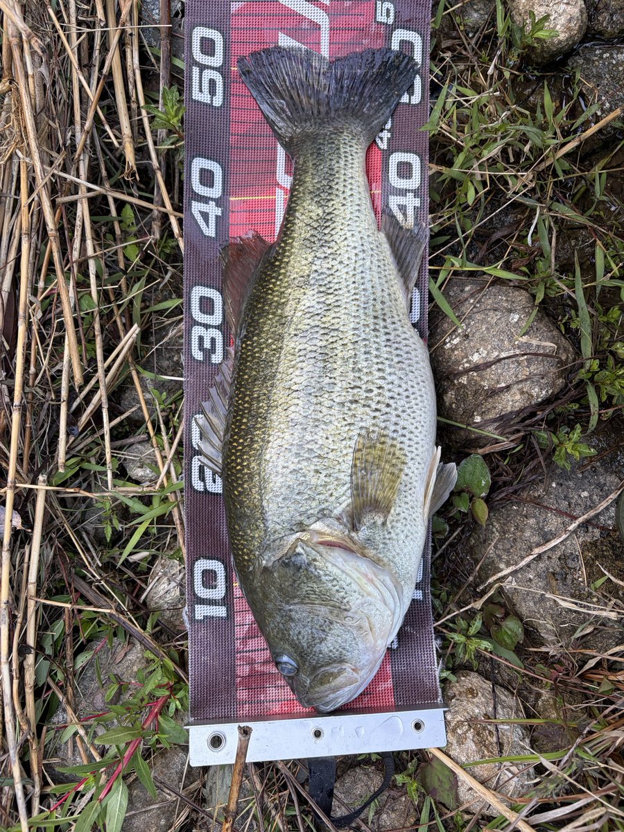 e_ma0104's tweet photo. ガストネードで50アップ来たー
まだプリの魚残ってるね https://t.co/ru54iRwFFT