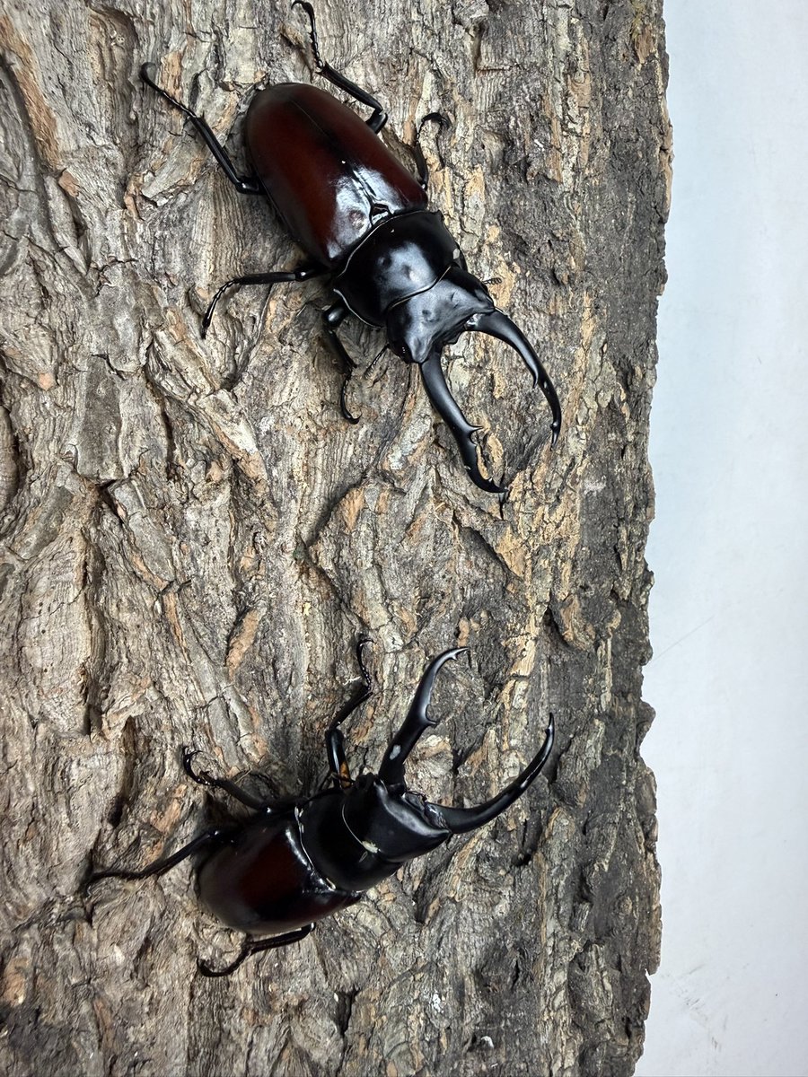 フルスタックビートル full stack beetle tweet media