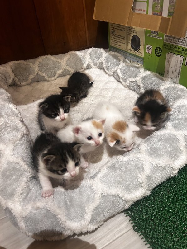 【子猫6匹の里親募集／茨城県城里町】
推定0歳0ヶ月
♂・♀ 茨城県

* 白黒
* キジ白
* 三毛っぽい
* ミックス系
まだ生まれたばかりなので性格は不明です、親猫が人なっこいので
人慣れさせていく予定です