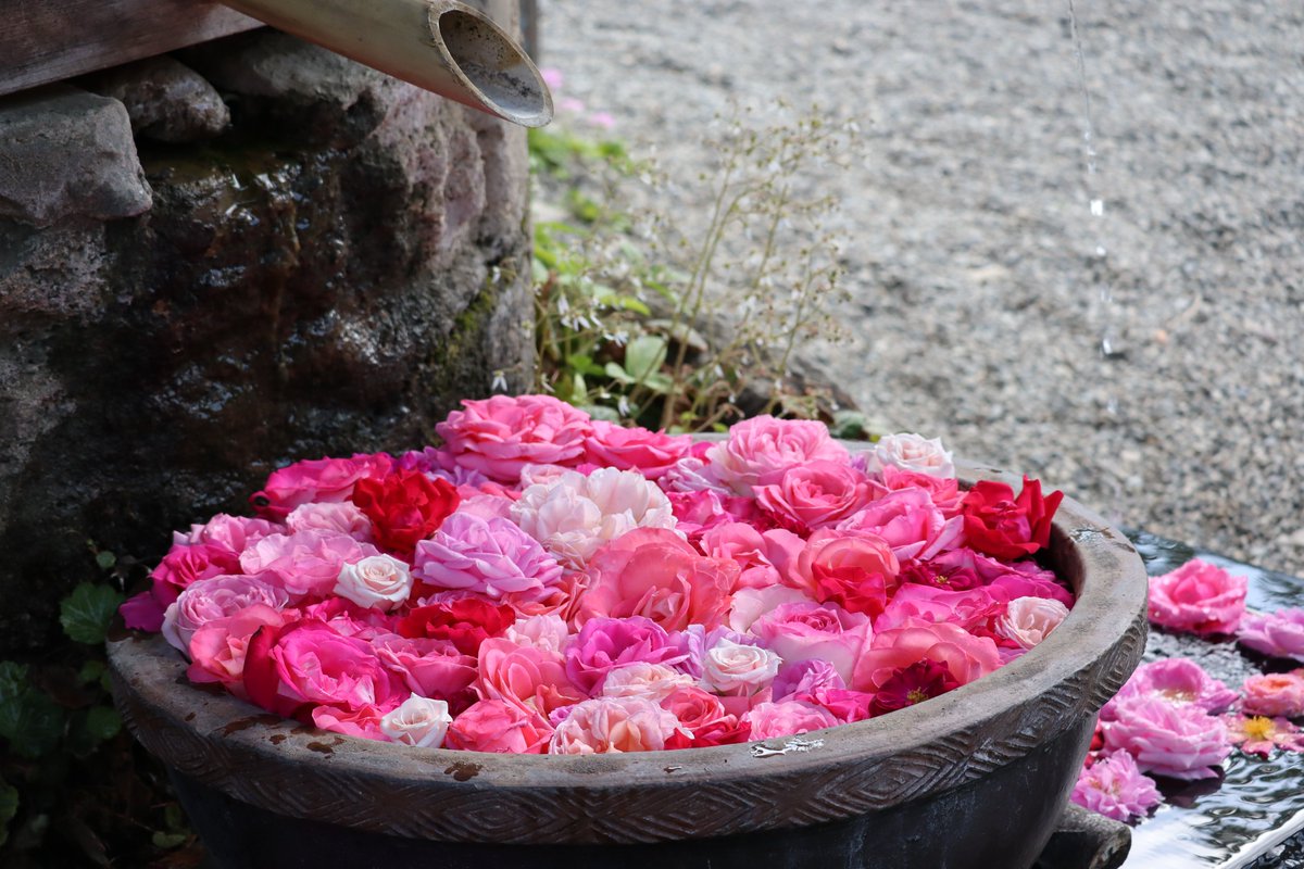 5/10　＃母の日
ピンクのバラの花言葉は「感謝」だそう！
ということで...
本日の ＃深大寺 の花手水はピンクの ＃バラ で飾ってみました💗
ピンクのバラだけでも様々な形や色味のバラがあって可愛いですよね☺
深大寺と ＃神代植物公園 併せてお楽しみください！(広報係)