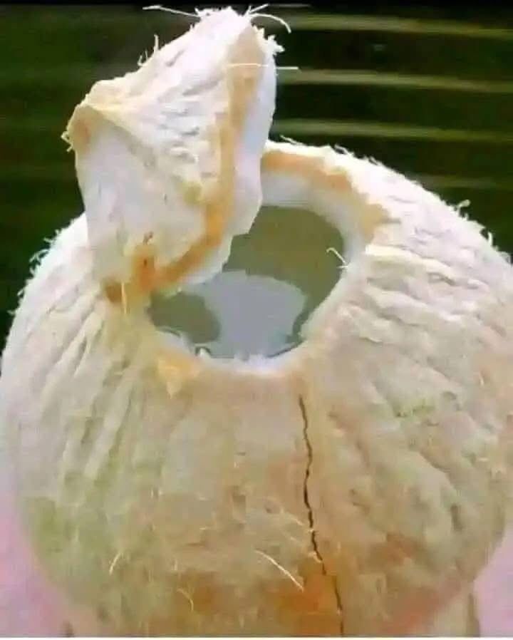 ThaOracleOfAges's tweet photo. To fortify a Ring or Bracelet for GOODLUCKS

ITEMS;

*Get Scent leafs

*Get king grass

*Get Miracle leaf 21

*Get coconut water 

PROCEDURE;

Pound all the leafs together into a smooth fine, and sun dry and grind again into powder https://t.co/gy2aWWF9fT