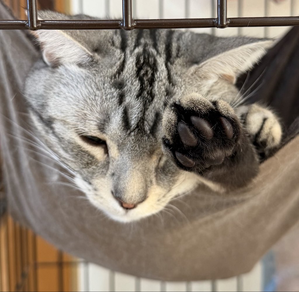 ねこもち★ ねこもち (@nekomochigosu) / Posts / X