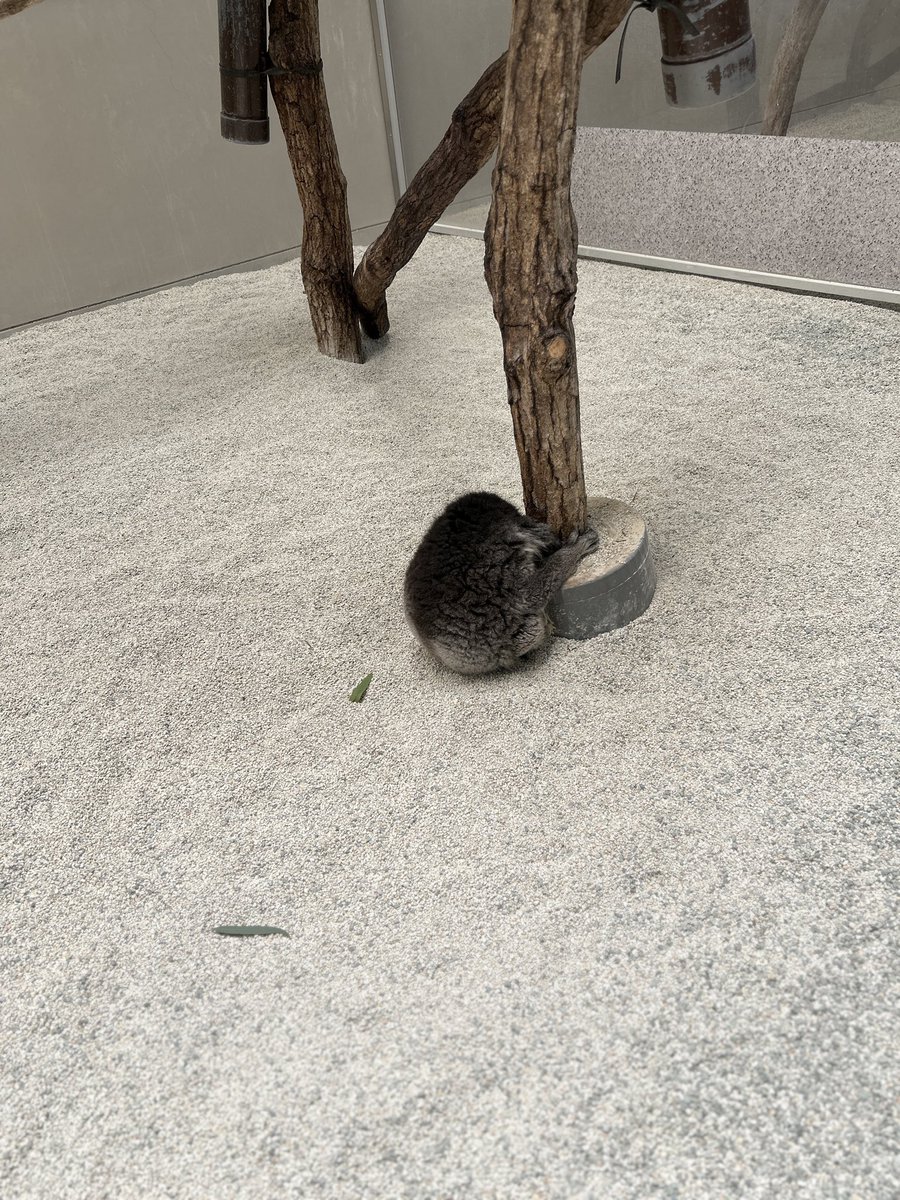 のぞみ