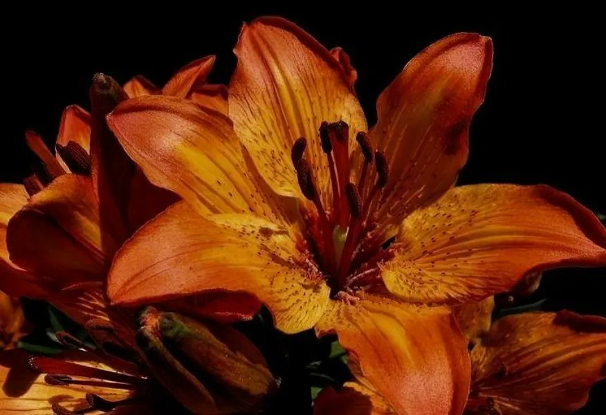 BrattiestShay's tweet photo. Water the flower, or don't. https://t.co/4VOry5Qnnm https://t.co/WP133S4S8m