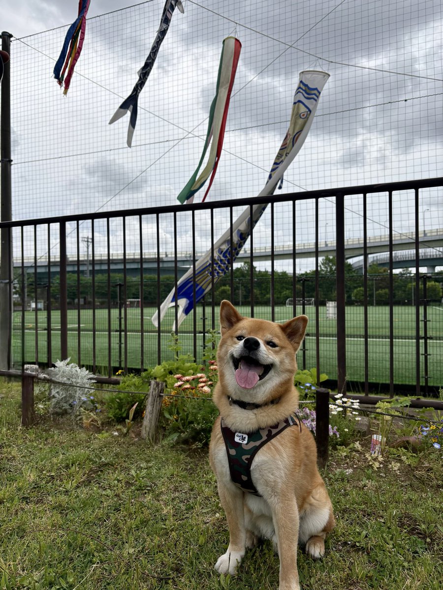 shibainu_sui's tweet photo. 🎂5/4に6歳になったワン🐶
強風が吹いていたのに鯉のぼりは泳いでなかったわん 笑
#豆柴 #柴犬 #成犬 #彗くん #彗ちゃんねる #6歳 #人間の年齢で40歳 #鯉のぼり #dog #maturedog #shibainu #shibainusui #suichannel #6thanniversary #carpstreamer #windy https://t.co/6eNdLd3amy