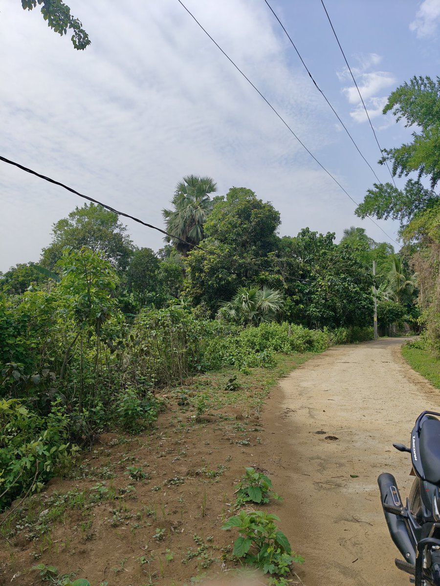 Jagan0507's tweet photo. For over a year, Jambhara (consumer no. 623221060449) village’s power supply has relied on dangerous bamboo support. Rain causes severe voltage drops, and despite repeated complaints to JE and TPNODL, no action was taken. @tpnodl_odisha @DistAdmKeonjhar @CMO_Odisha https://t.co/S90sQYZrkq