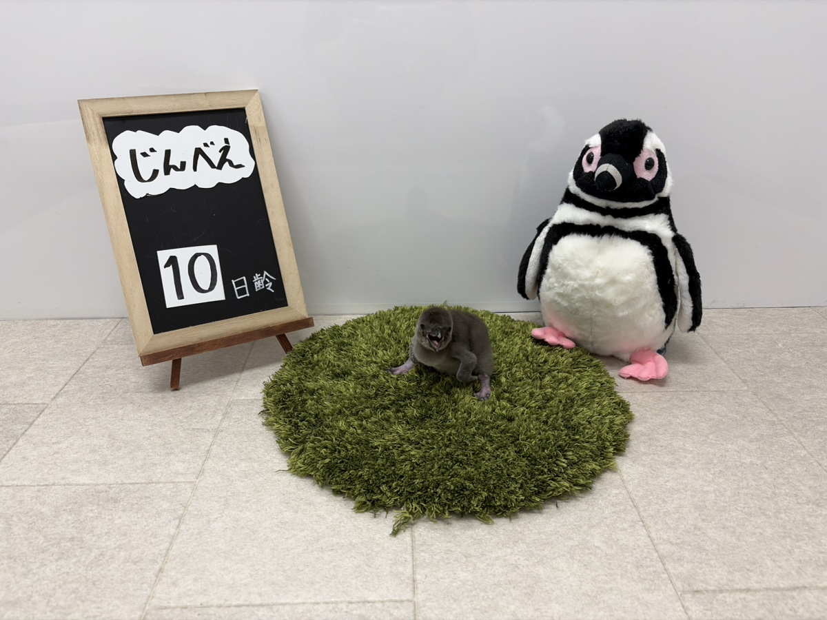 5/4🐧10日齢のじんべえ】 なんと！足裏がペンギンらしく黒っぽくなっ