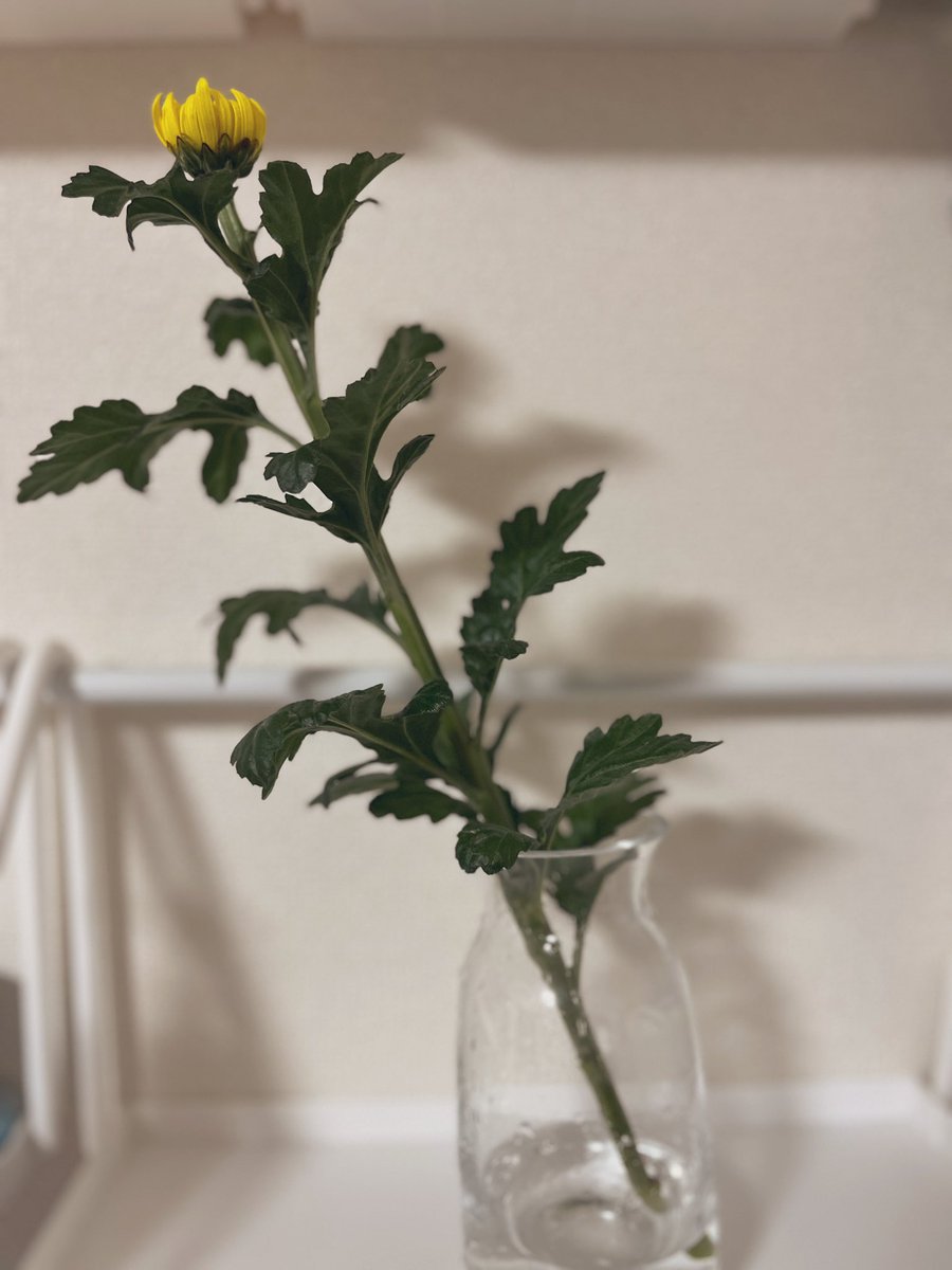 echo3i_r's tweet photo. 夫と一緒に行ったお花屋さんで、２歳の息子が選んでくれた母の日のお花（黄色の和菊）。

「べつのお花が…」と店員のおばあちゃんや夫がやんわり意見するも頑なにこの黄色の花がいいと主張したそうで。なんとも息子らしいなあ…😌

子から頂いた初めてのお花、このエピソードも混みで一生忘れない。 https://t.co/xxlru3nyvR