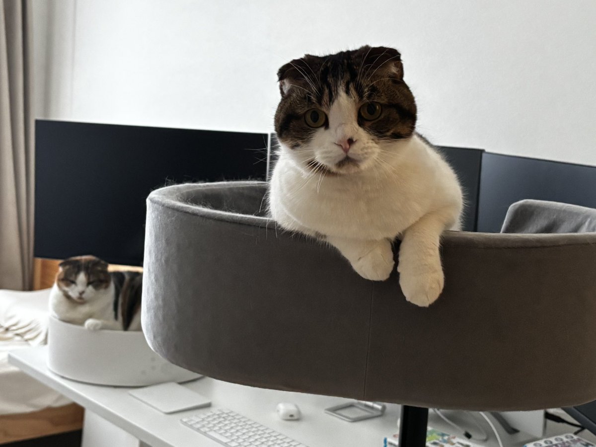 デスクでおくつろぎの2猫