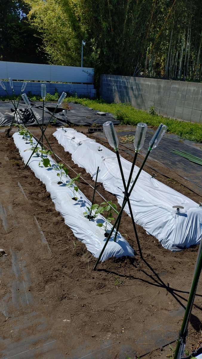 Minamikazefarm's tweet photo. たけです🍅

会員さんの区画を大改造！！
今年の夏野菜は
・スイカ
・メロン
・ナス
・ピーマン 
を植えましたよ🍉🍈🍆

#南風FARM
#家庭菜園
#貸し農園
#手ぶらで行ける貸し農園
#サポート付き貸し農園
#宮崎市新名爪 https://t.co/GM8rOKA9oG