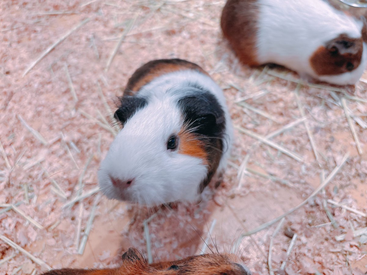 Post by ハムちゃん🐹 on X: もるもる