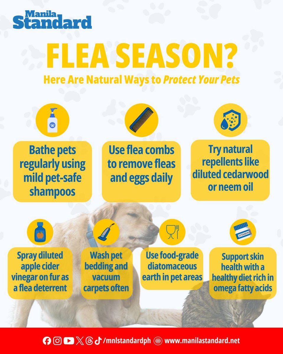 mnlstandardph's tweet photo. Natural ways to rid your pets of fleas

#MSPets │‘Tis the season of ticks and flicks. During the hot summer months, ticks and fleas reproduce faster.

Read more: https://t.co/Us4EDe5WuU https://t.co/K60rgPAz6j