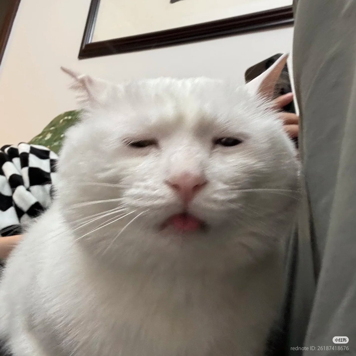 No Context Cats tweet media