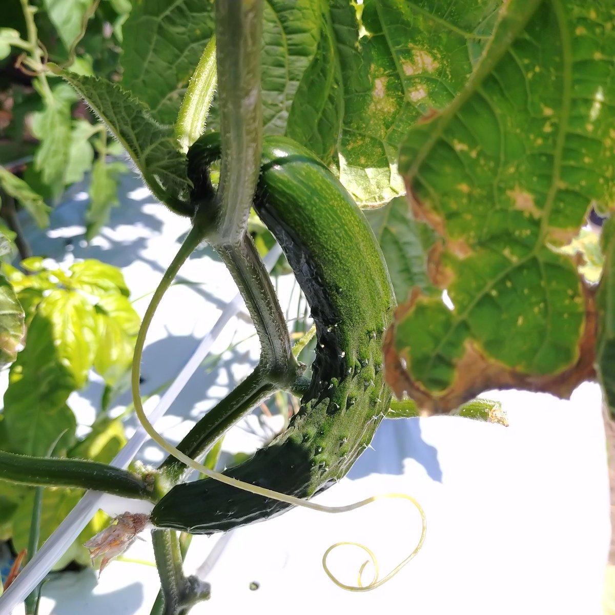 Minamikazefarm's tweet photo. たけです🍅

会���さんの区画の様子🥬
・初キュウリ
・ニンニク
を収穫！

トマトはこれからが本番🍅

#南風FARM
#家庭菜園
#貸し農園
#手ぶらで行ける貸し農園
#サポート付き貸し農園
#宮崎市新名爪 https://t.co/c8qmrQxLJT