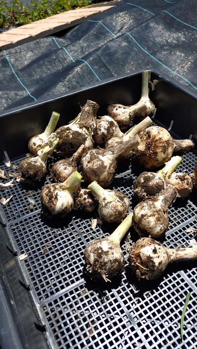Minamikazefarm's tweet photo. たけです🍅

会���さんの区画の様子🥬
・初キュウリ
・ニンニク
を収穫！

トマトはこれからが本番🍅

#南風FARM
#家庭菜園
#貸し農園
#手ぶらで行ける貸し農園
#サポート付き貸し農園
#宮崎市新名爪 https://t.co/c8qmrQxLJT