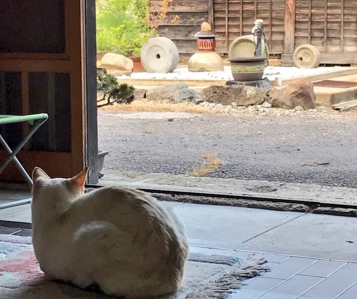 btpb0912's tweet photo. 実家の猫が旅立ちました。
最期を看取ることができて良かったです。
18年間本当にありがとう。お疲れさまでした。。。 https://t.co/spjorhTKpB