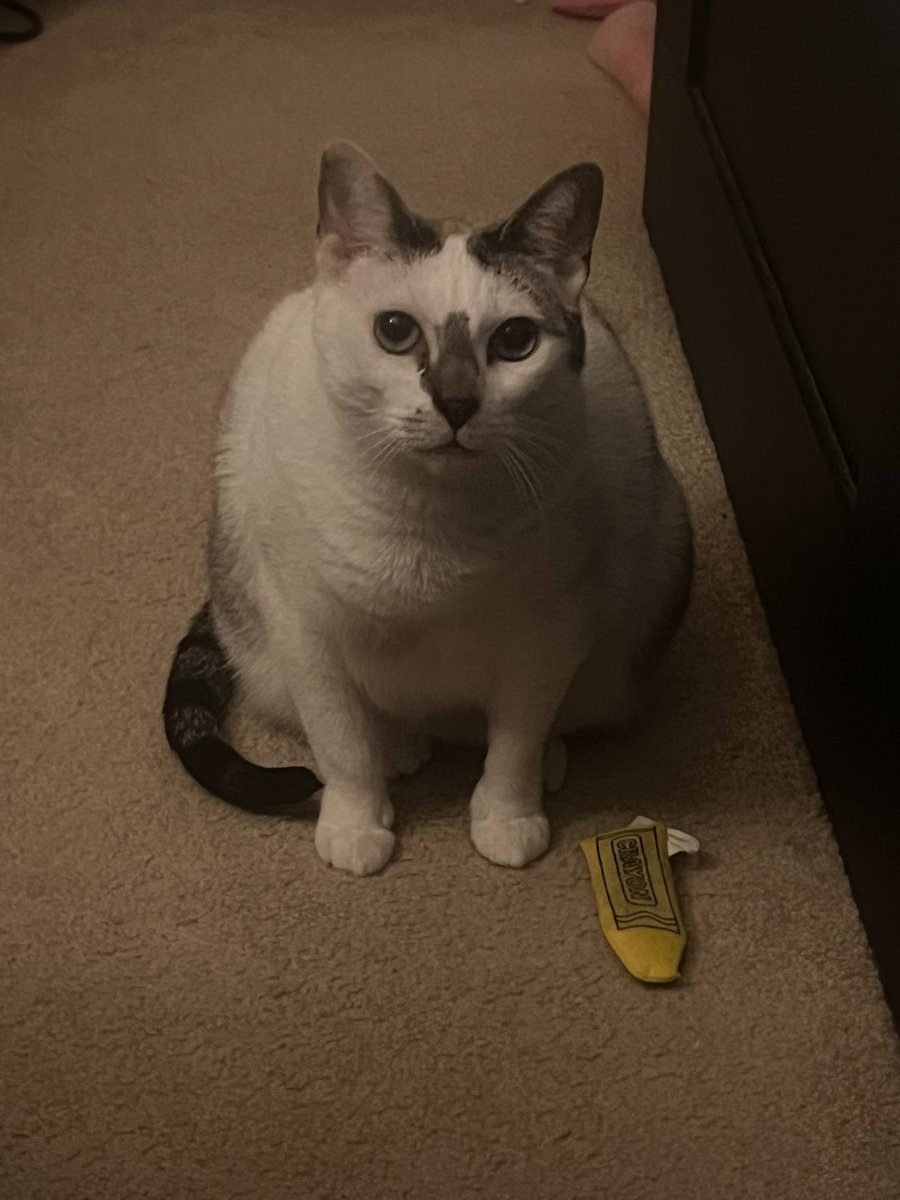 EliLikesRice's tweet photo. Kitty looks like Huh? cat 😭😭😭😭 https://t.co/SGyWtYOqwx