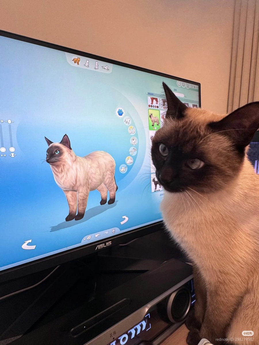 No Context Cats tweet media