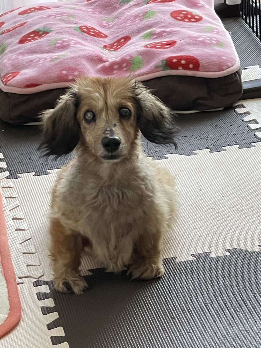 ココアちゃん🐷 7月に16歳 寝姿はこれ！ #愛犬 #ゆず #ココア #愛情