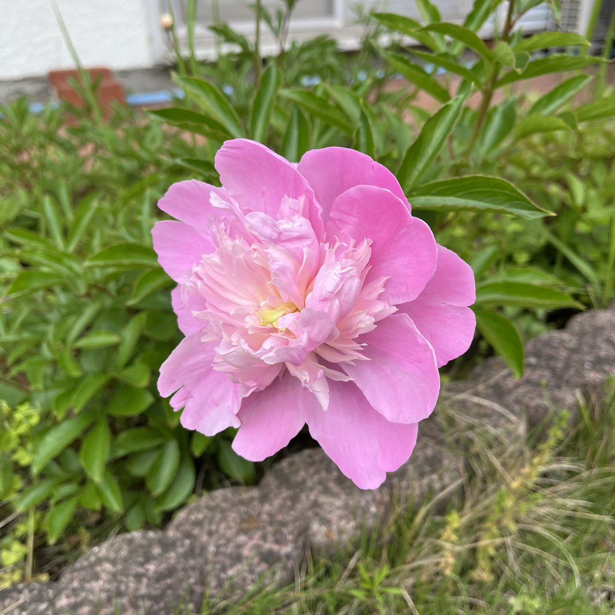庭に咲いていたピンク色の芍薬(シャクヤク)の花。A peony flower