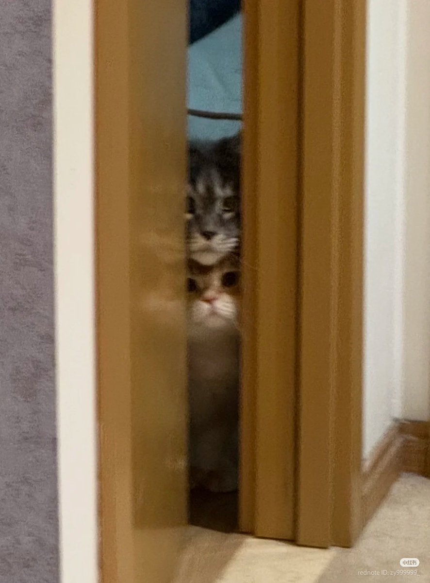 No Context Cats tweet media