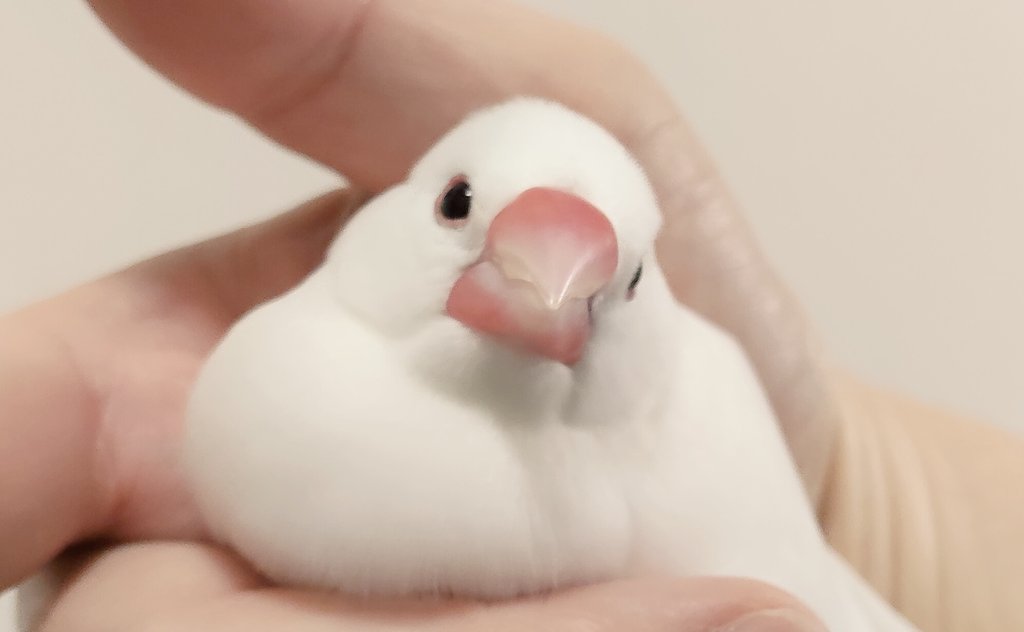 haru tweet media