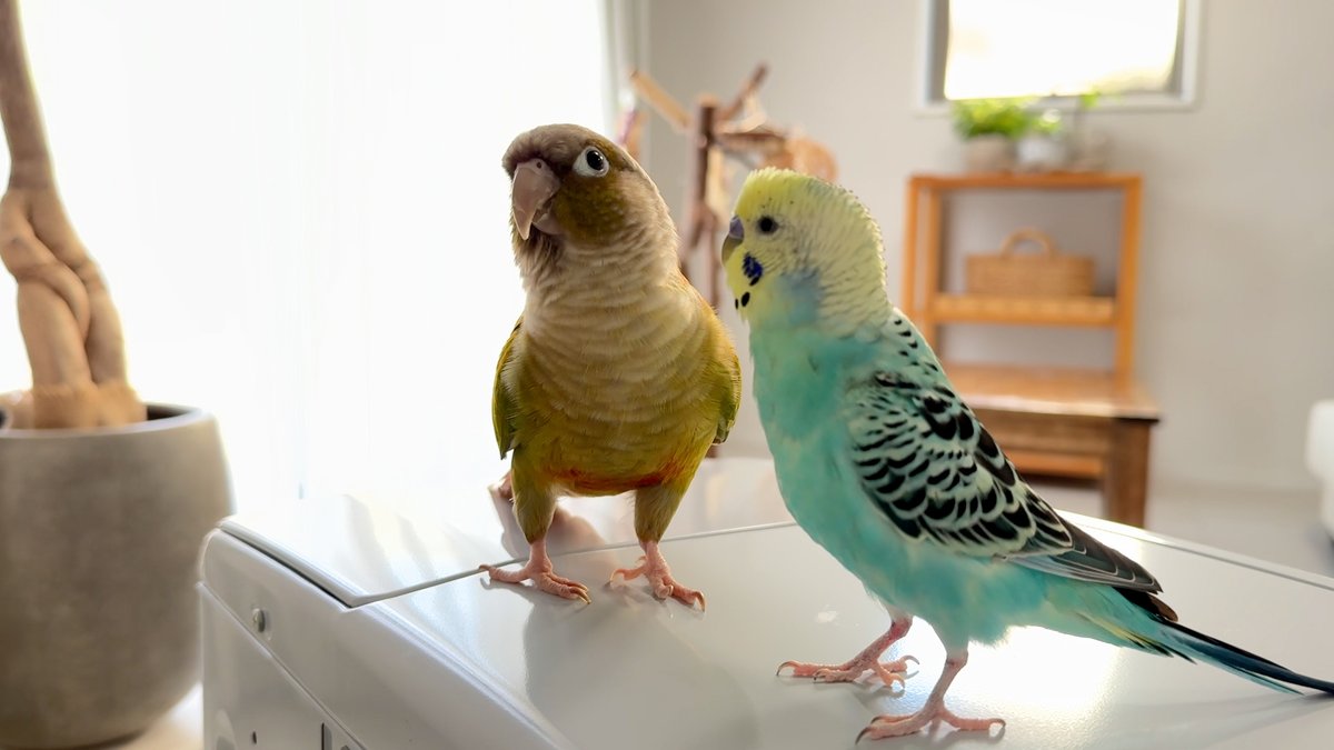 ぴんふ tweet media