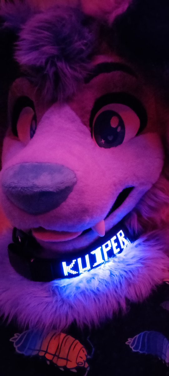 kuiper_collie's tweet photo. Day 22. Still lost https://t.co/fqCVy05k6v