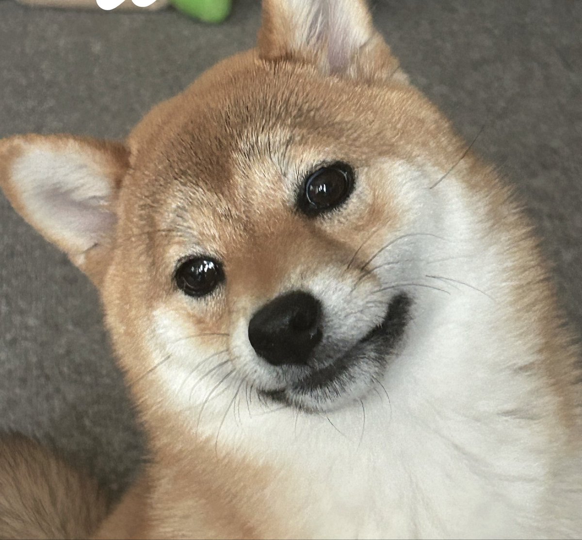こもだよ tweet media