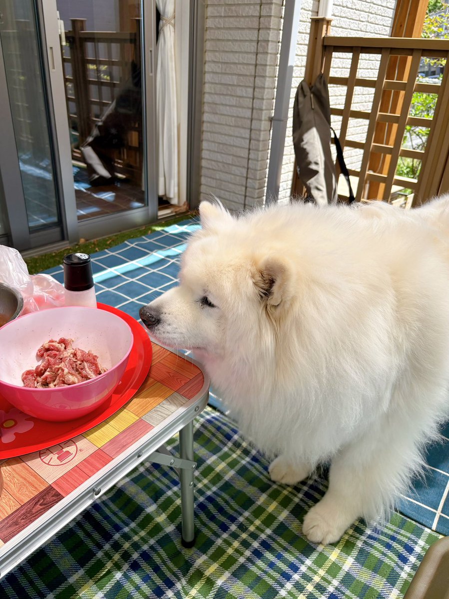 値下げ予定なし　ハローキティ 世界 子犬のお散歩　ダックスフレンド　ドイツ 犬の日!/