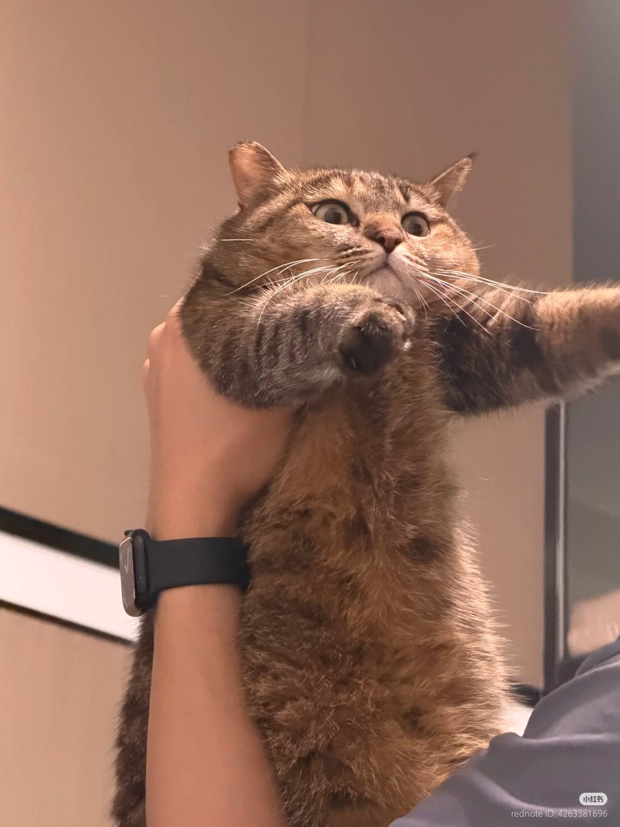 No Context Cats tweet media