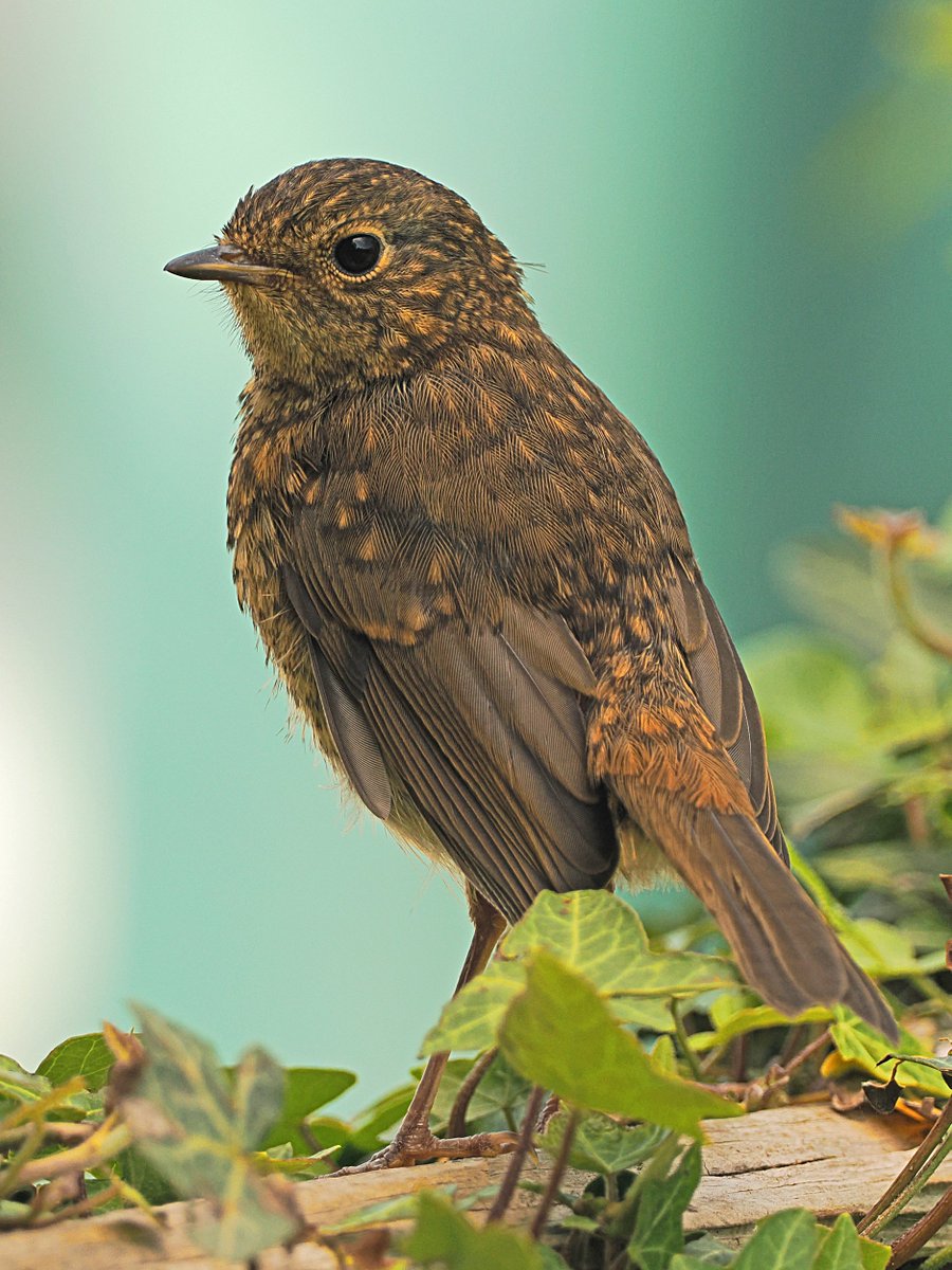 BarrySarling's tweet photo. Juvenile Robin - photographed 8 May 2026 in the garden. https://t.co/qBQyLF5vto