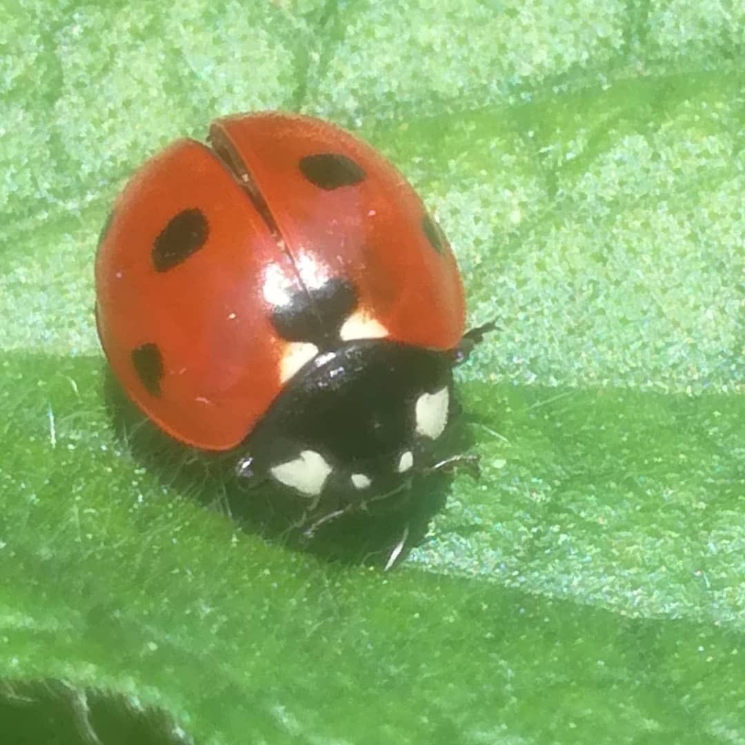 Chlo! 🐞 tweet media
