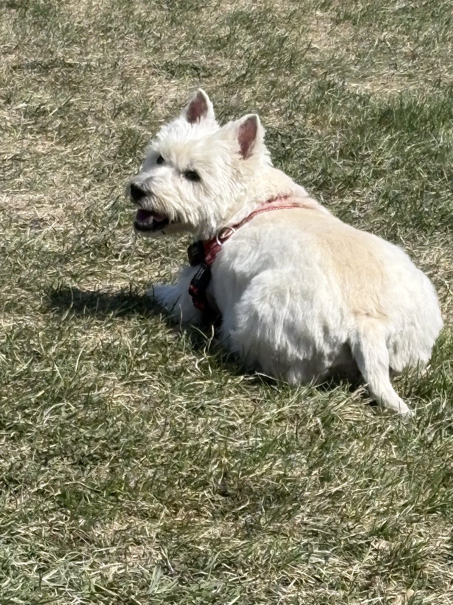 Benji The Westie tweet media