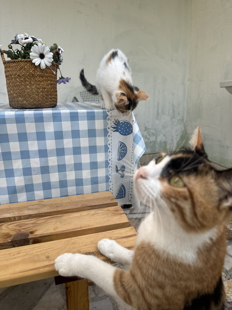 animallover tweet media