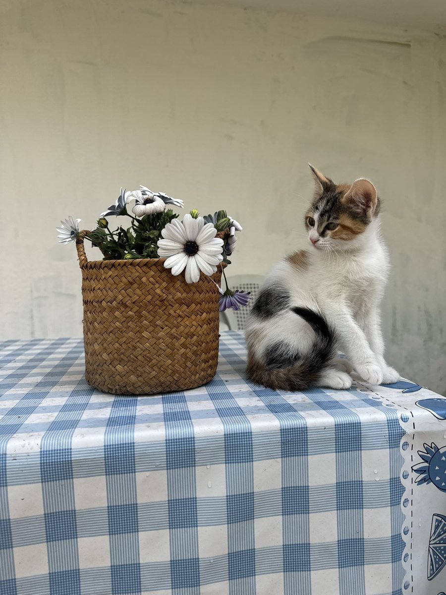 animallover tweet media