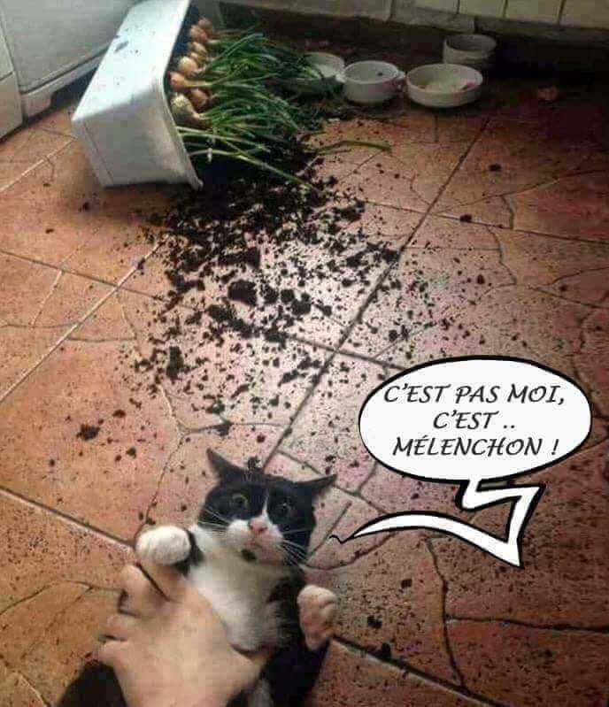 Le Goupil 🇫🇷 🔻 tweet media