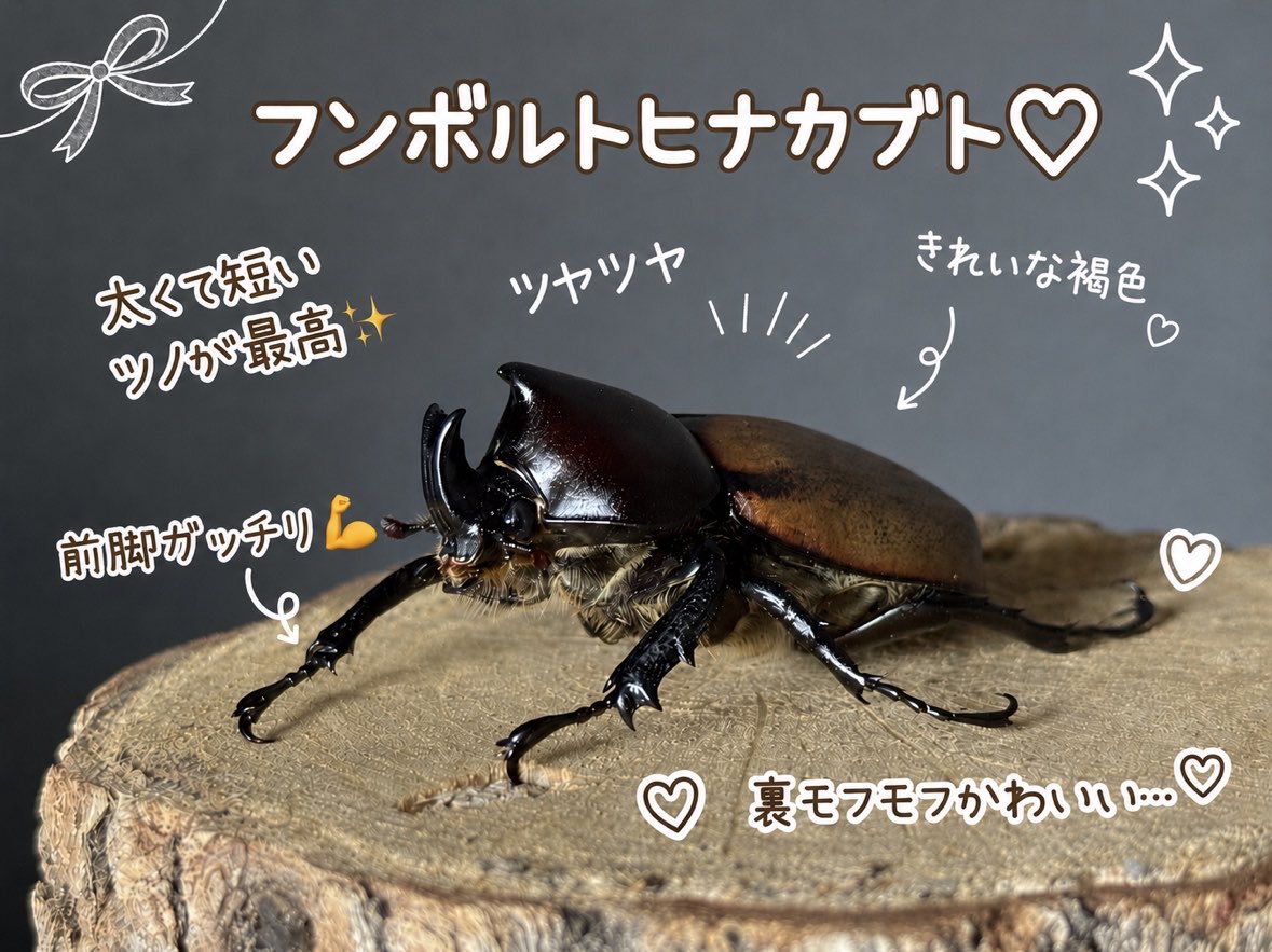BeetLog - カブクワ飼育記録アプリ tweet media