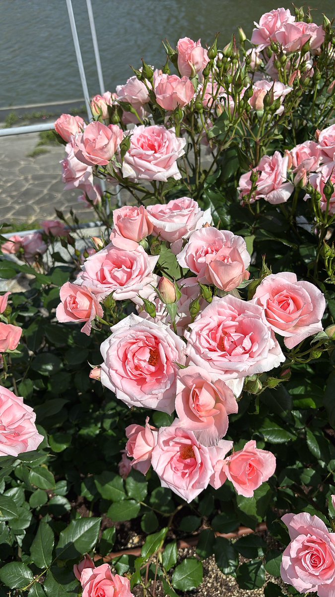 straycat7516's tweet photo. GW
父と中之島公園のバラ園🌹
満開でした☺️
#北浜長屋
#embankmentcoffee にて休憩☕️
父はカプチーノとチーズケーキ
私は浅煎りコーヒーとキャロットケーキ https://t.co/ozNY6WNqj7