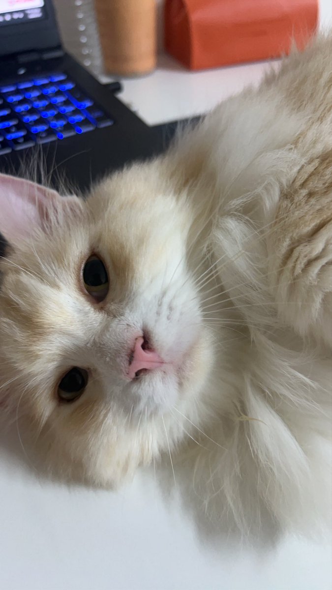 kios8888's tweet photo. 眼裡只有妳的貼貼Puma🐈‍⬛

媽咪～我是妳的貓兒子

也是3分鐘炫完母親節罐頭的貓咪 https://t.co/y7tMtcppVr