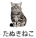 6ch_cat's tweet photo. たぬきねこ・・・？ https://t.co/3RBmjCWQac