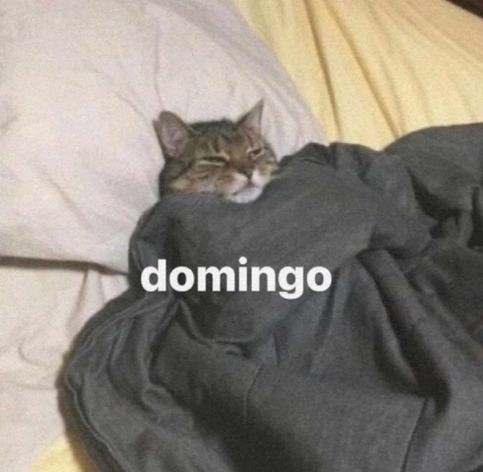 gatos fazendo gatices tweet media