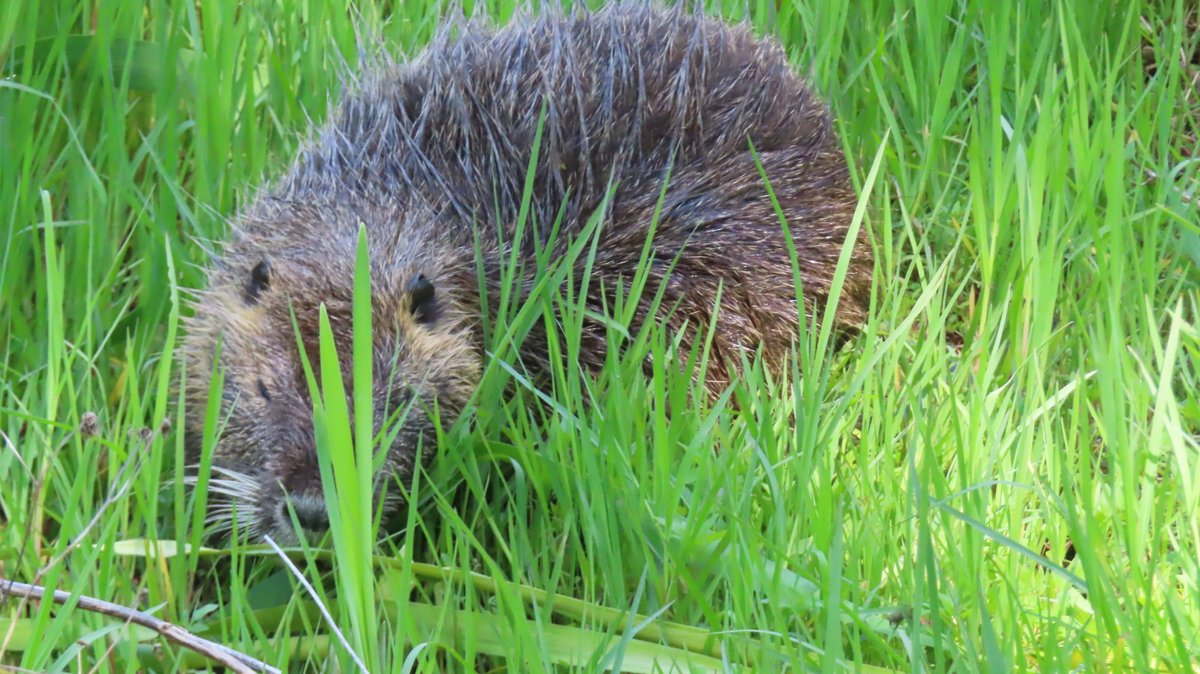 Mヶ丘公園のヌートリア 5月10日
#nutria #coypu #ヌートリア #ragondin #緑ヶ丘公園