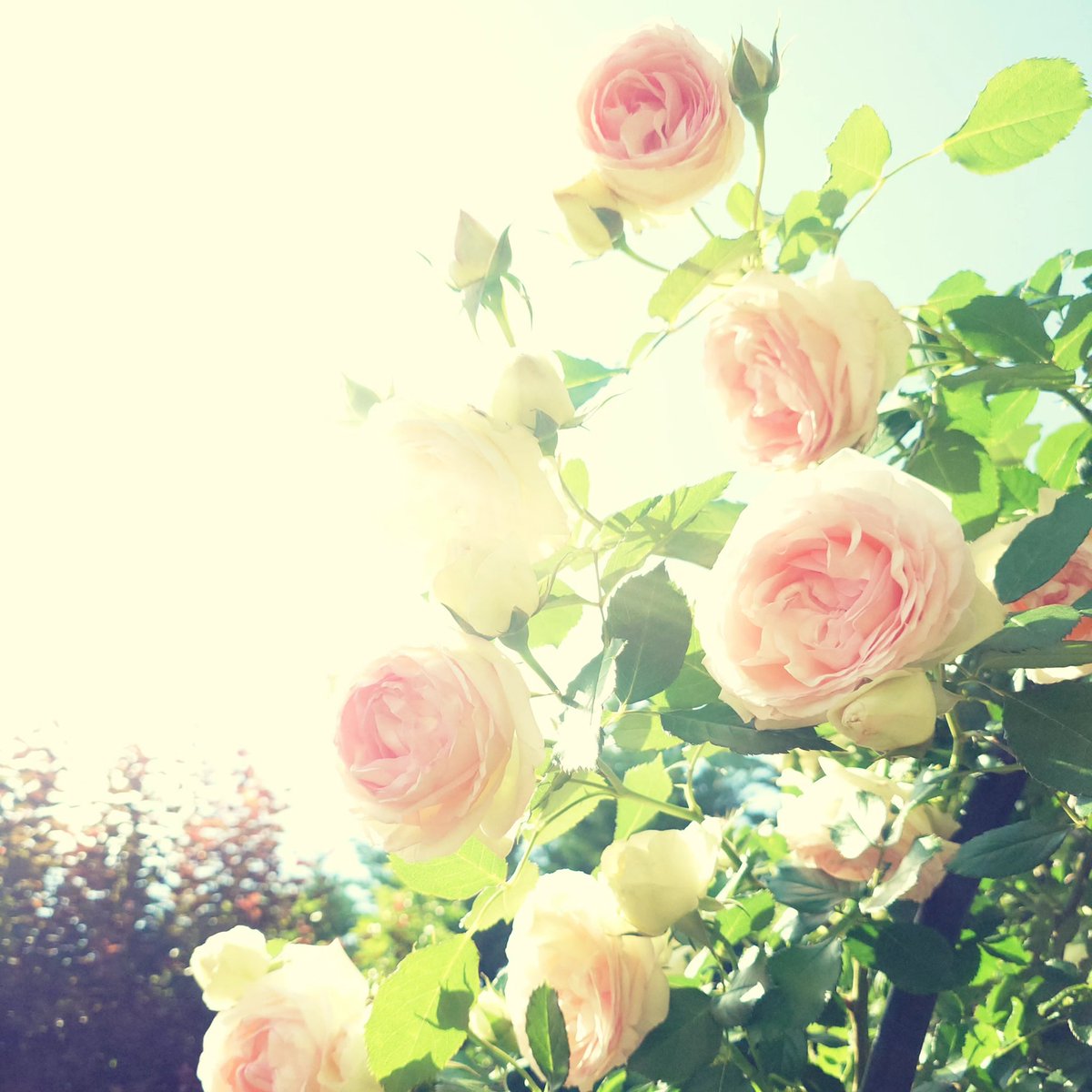 utahime's tweet photo. 皐月のやわらかな陽光の中、薔薇が美しく咲き満ちています。
あたり一面に広がる、驚くほど芳しい香り。
その香りに包まれながら、5月17日の本番へ向けて静かに過ごす午後です。
この季節ならではの瑞々しい空気や花々の気配が、そのまま舞台の響きへと繋がってゆきますように。
#石橋朋子
#TomokoIshibashi
#ソプラノ
#サロンコンサート
#SalonConcert
#5月17日
#MAYINBLOOM
#新緑の季節
#薔薇のある風景
#薔薇の香り
#花と音楽
#川原伸司
#松本隆
#瑠璃色の地球
#少年時代
#ムクロジの木
#StandAlone
#TEAMAMAOTOME
#八王子
#クラシック音楽
#音楽のある暮らし