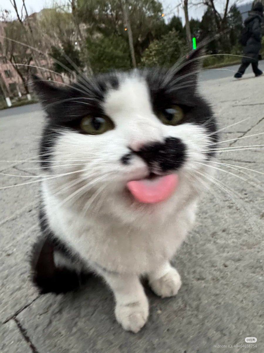 No Context Cats tweet media
