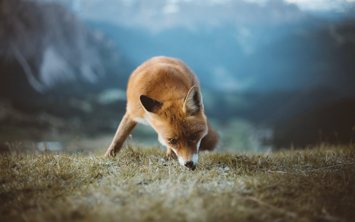 Fox (@FoxiestFoxo) on X
