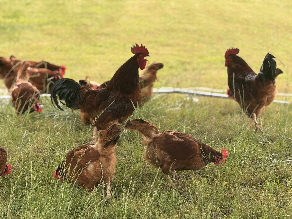 TheYbarRanch's tweet photo. #rooster #crowing #farmyard https://t.co/x8WgjVY2eE