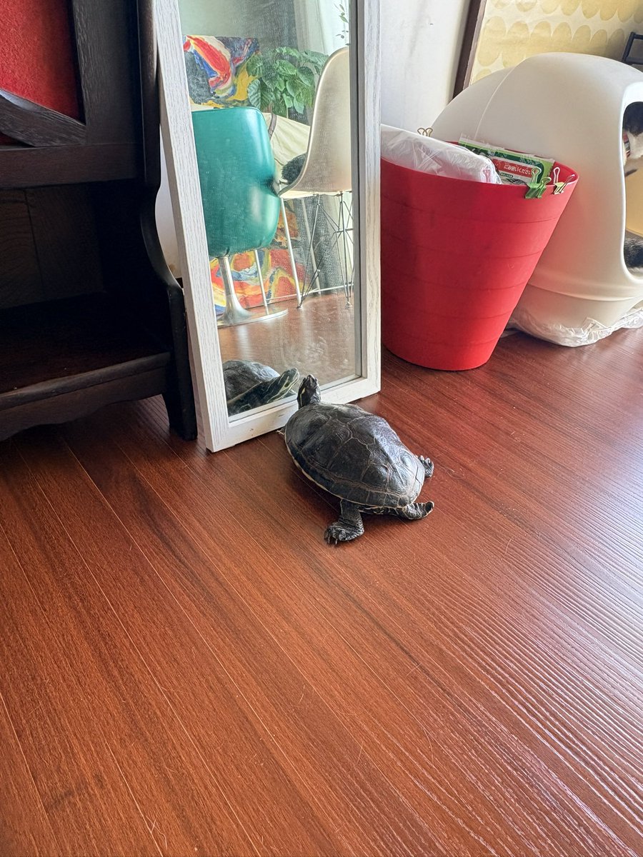 maiky36's tweet photo. 目覚めると棚の下から出できて鏡を見てるので水に入れる
ご飯食べて排泄したら自分で出て、棚の下に戻る
かわいい https://t.co/oB2gqKrroN