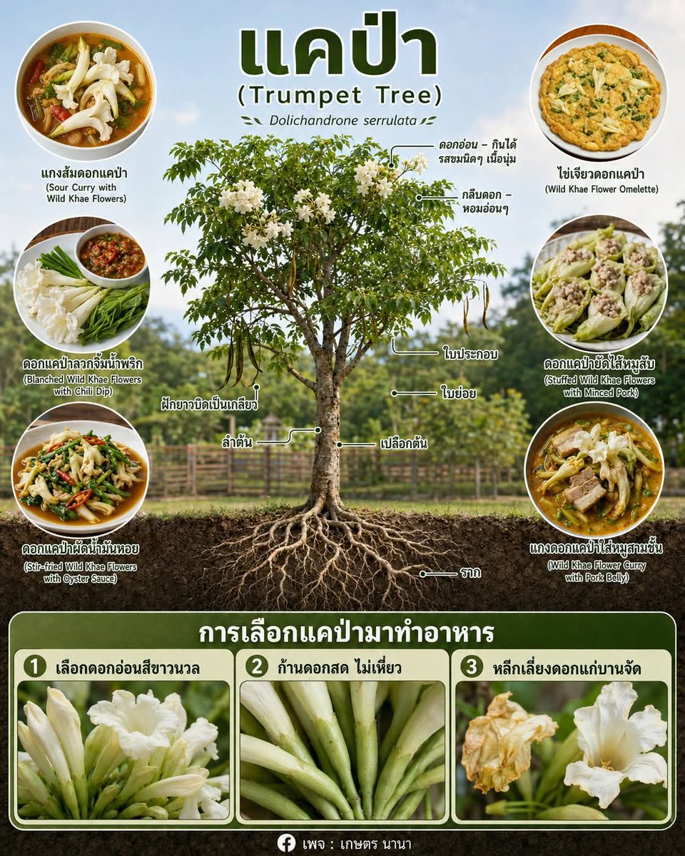 Catter65422769's tweet photo. 📗 “แคป่า” ดอกไม้กินได้
รสขมนิดๆ เนื้อนุ่ม
 มีสารต้านอนุมูลอิสระ ช่วยเพิ่มคุณค่าให้มื้อบ้านๆ 🌿💮

แคป่า เป็นพืชพื้นบ้านที่หลายคนทางเหนือและอีสานคุ้นตากันดี เพราะดอกอ่อนสีขาวนวลกินได้ และพอเอาเข้าครัวแล้วมีเสน่ห์มาก ทั้งรสขมอ่อนๆ 
เนื้อนุ่ม และกลิ่นหอมเบาๆ https://t.co/7Yz9Sxw8ul