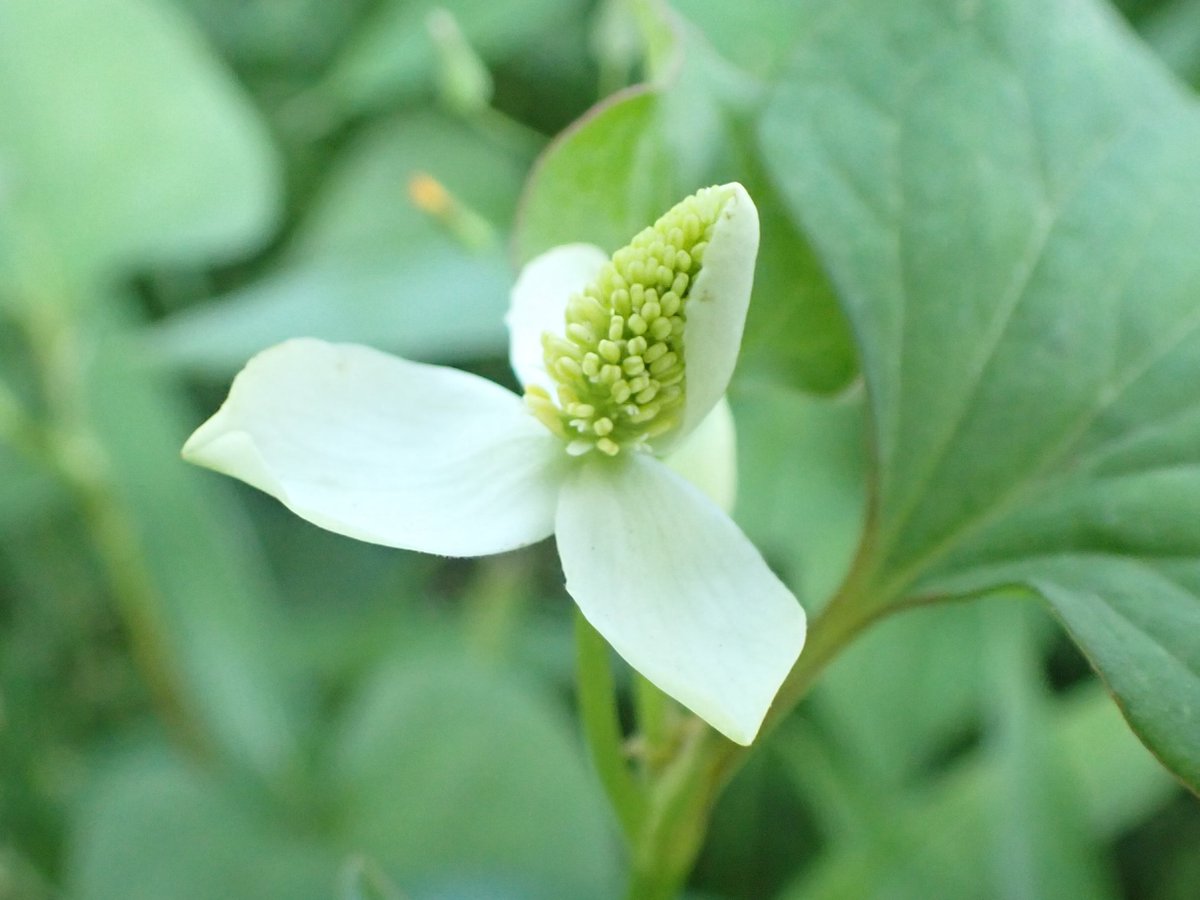 【見ごろの生き物】
B地区野球場南側等でドクダミが咲き始めました❣
花は中央の小さな粒々で白い花弁っぽいのは総苞片になりますが、周囲を見渡すと一気に開くのではなく一枚ずつ開いていました‼
半日蔭でも育つ逞しい印象だったのですが、意外と律儀ですね🌼💪
＃石神井公園　＃石神井公園自然図鑑